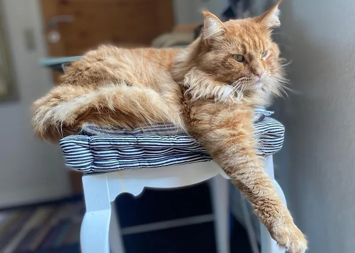 Vaerelse Midtfyn Heden * Ringe